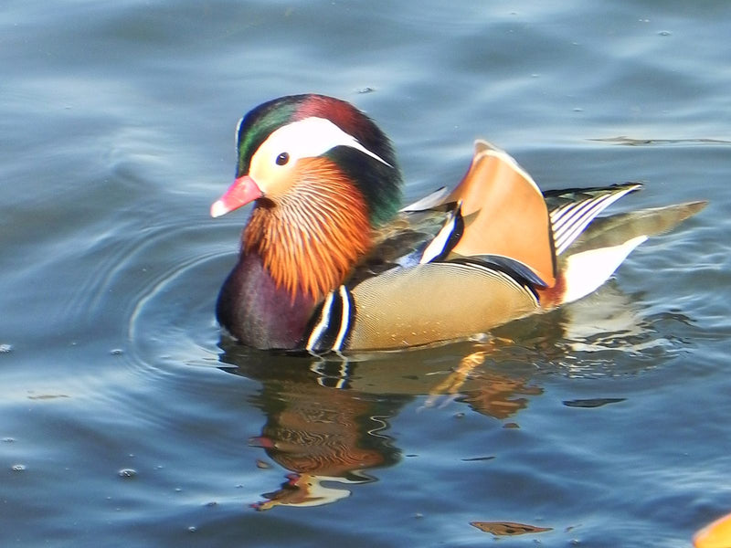 Mandarinente — Bild 1