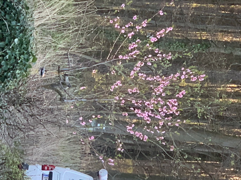 Zu sehen ist ein blühendes Mandelbäumchen mit zahlreichen rosa Blüten. Der Strauch steht im Freien vor einer waldartigen Umgebung.