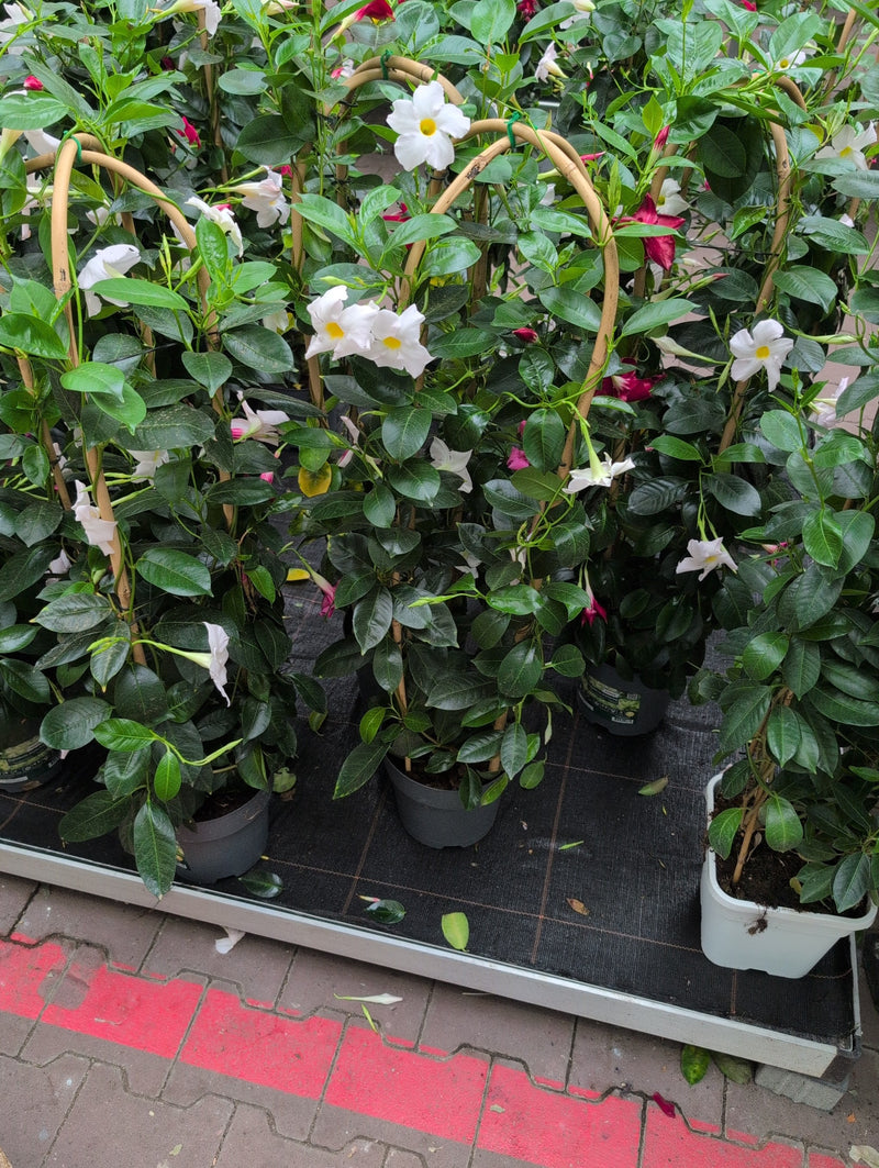 Mandevilla — Bild 5