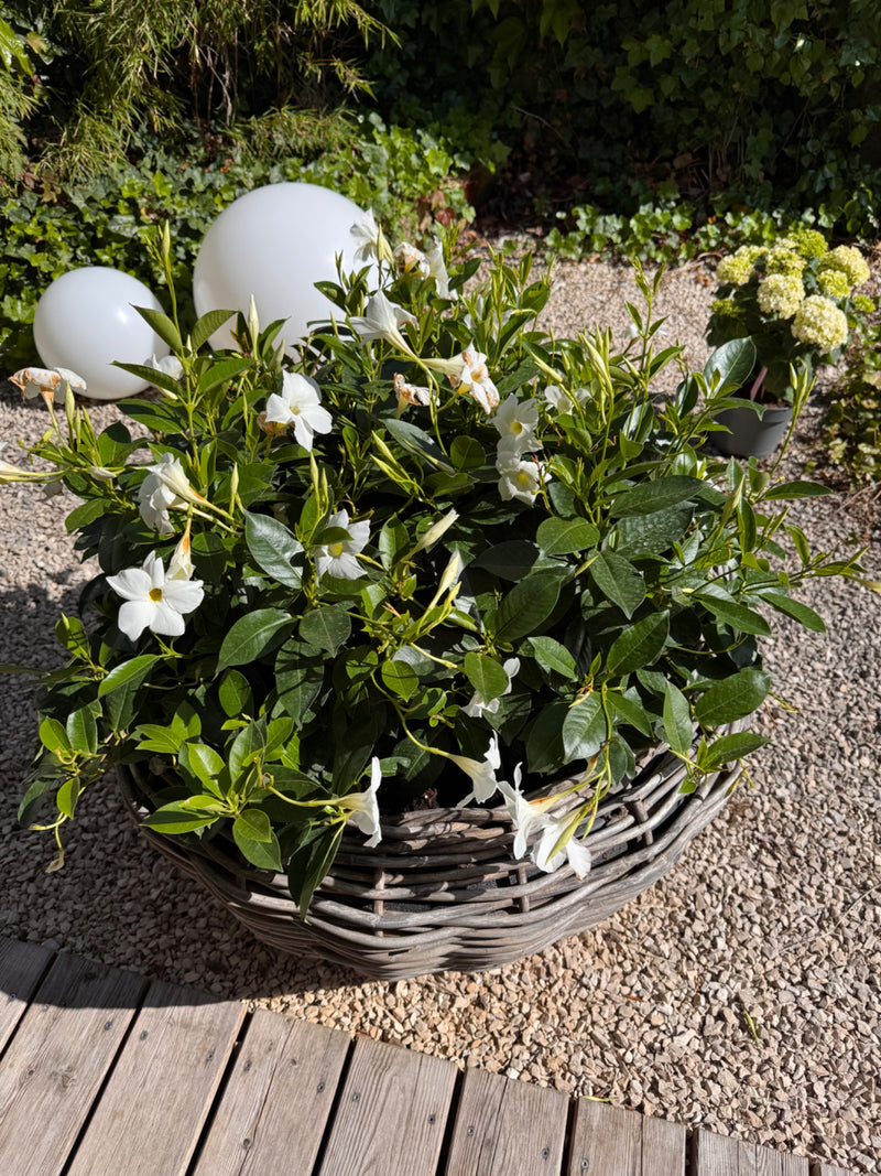 Mandevilla — Bild 1