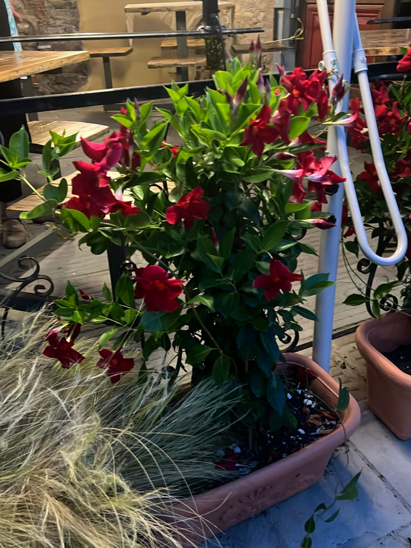 Mandevilla — Bild 4