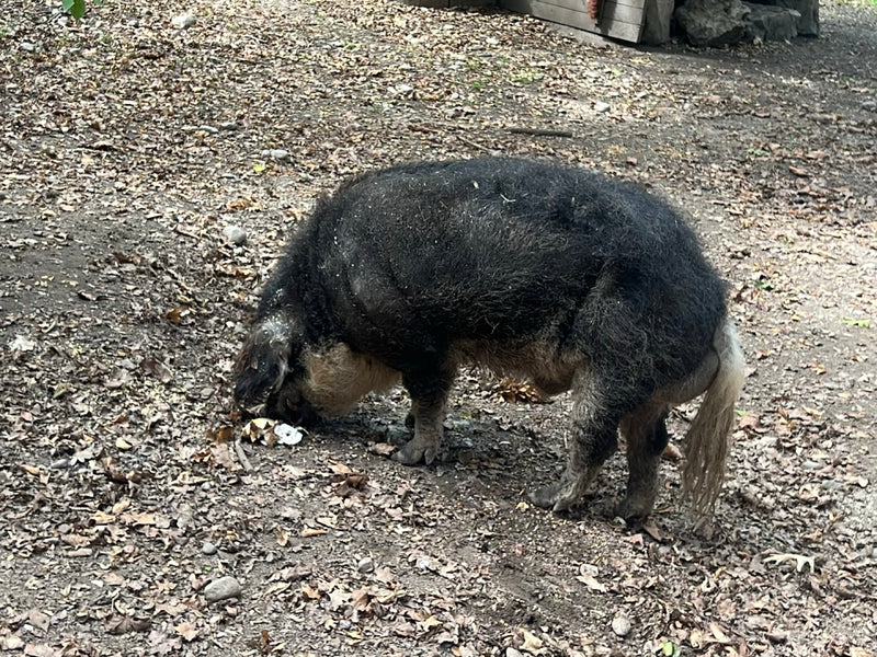 Mangalica-Schwein — Bild 1 von 7