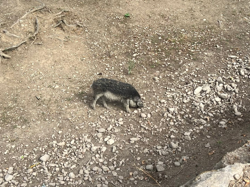 Mangalica-Schwein — Bild 3 von 7