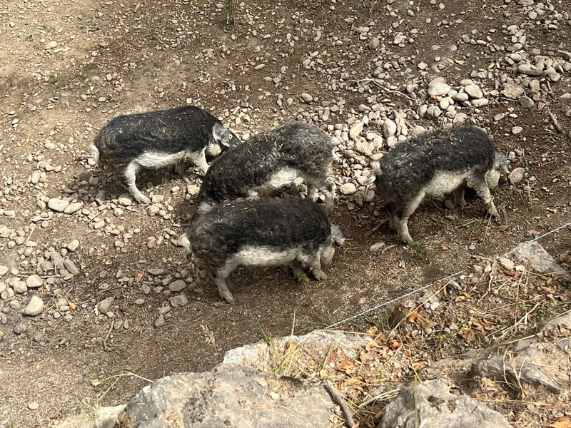 Mangalica-Schwein — Bild 2 von 7