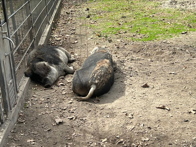 Mangalica-Schwein — Bild 4 von 7