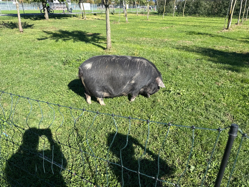 Ein dunkles Hausschwein weidet auf einer sonnigen Wiese hinter einem Zaun.