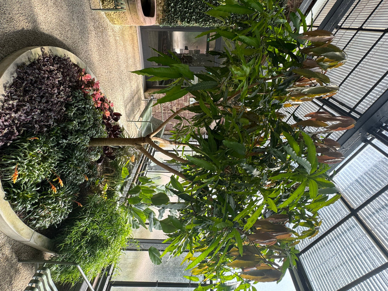 Ein Mangobaum wächst in einem runden Beet innerhalb eines Gewächshauses, umgeben von Unterwuchs.