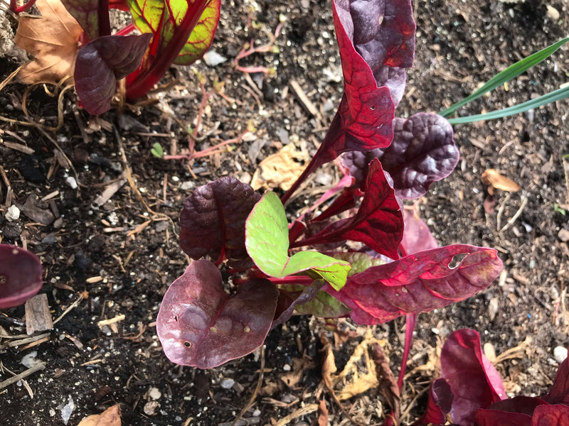 Eine junge Mangoldpflanze mit charakteristischen rot-violetten und grünen Blättern wächst in dunkler Gartenerde. Die Aufnahme zeigt die Pflanze von oben.