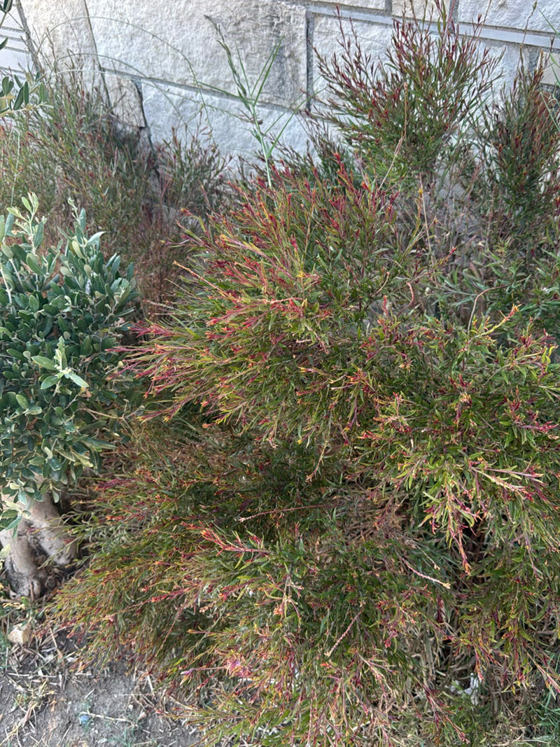 Manuka (Südseemyrte) — Bild 2