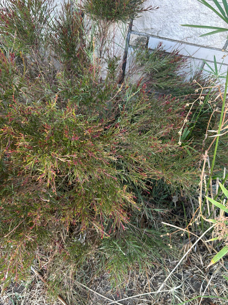 Manuka (Südseemyrte) — Bild 1