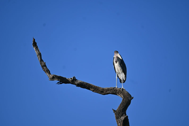 Ein Marabu steht auf einem abgestorbenen Baumast vor blauem Himmel.