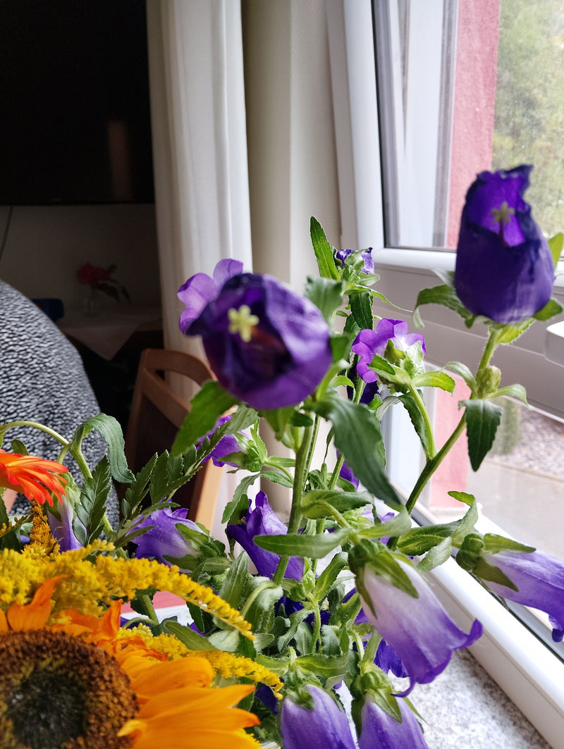 Marienglockenblume — Bild 1