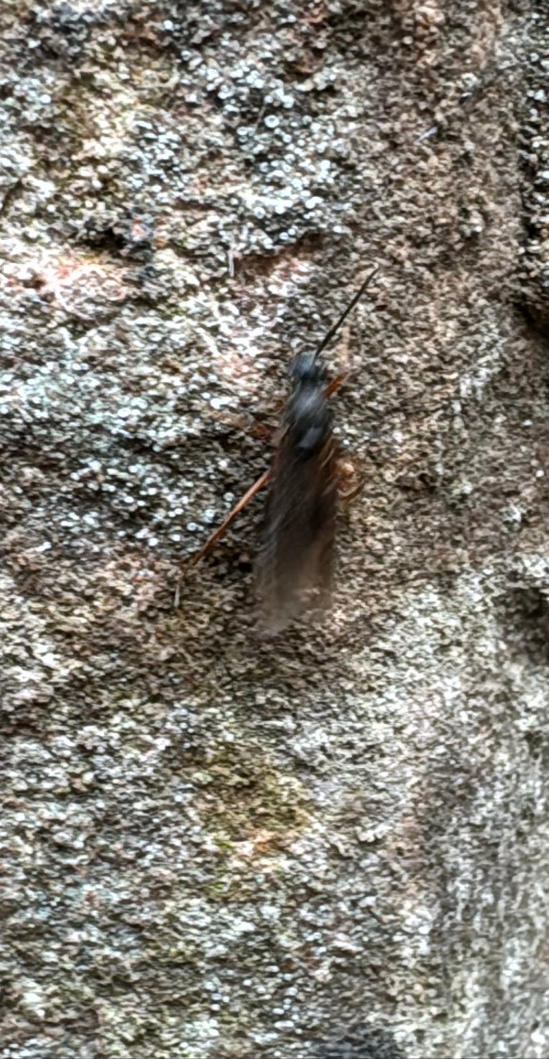 Märzfliege — Bild 3