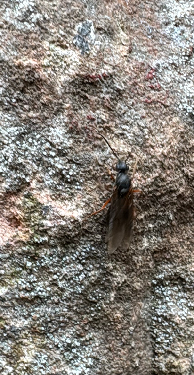 Märzfliege — Bild 2