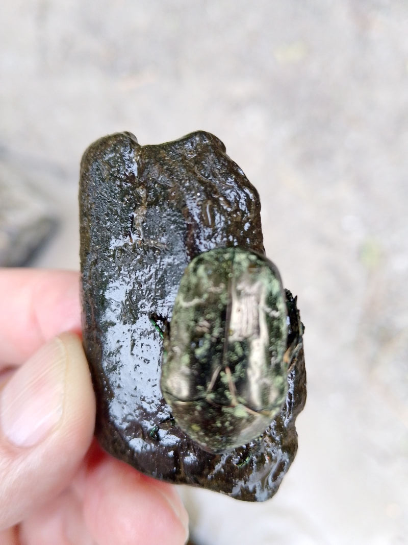 Marmorierter Rosenkäfer — Bild 2