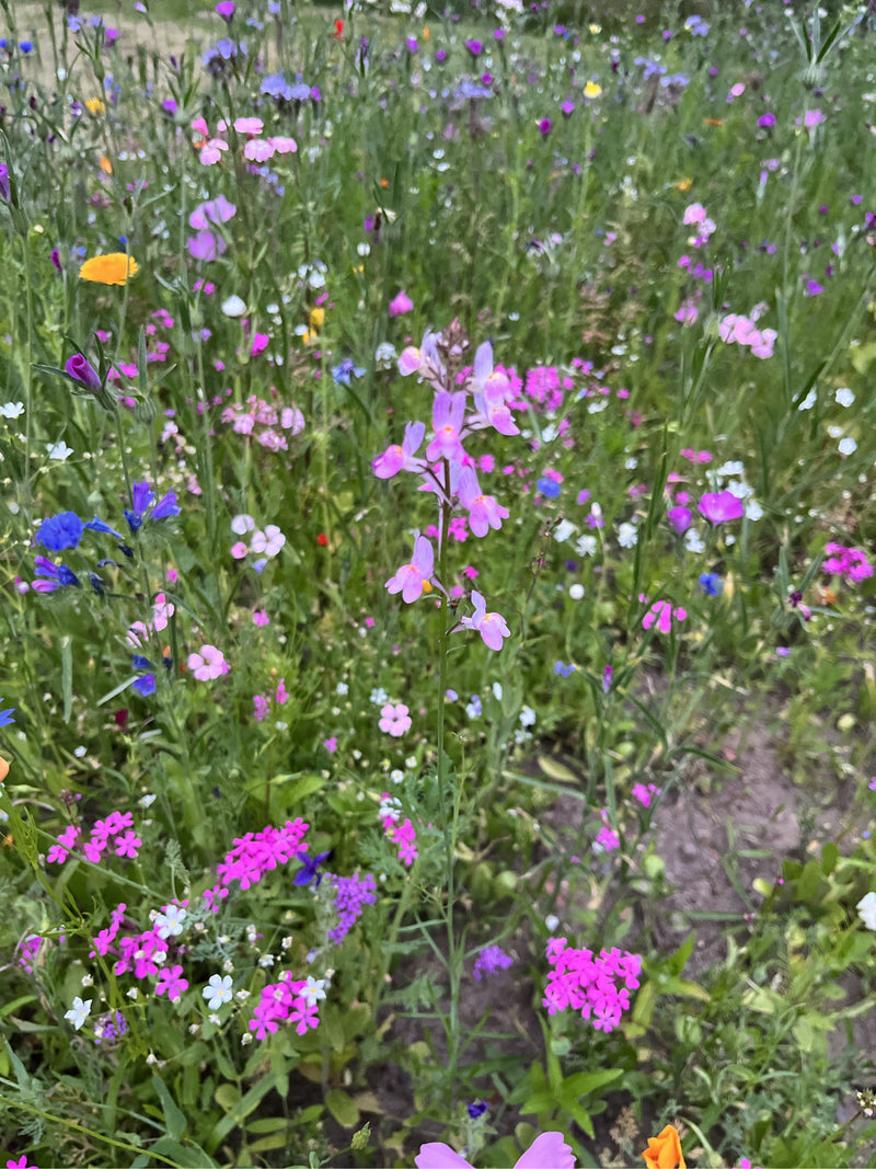 Marokkanisches Leinkraut — Bild 1