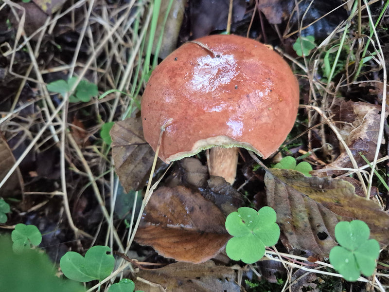 Ein Maronen-Röhrling mit feucht glänzendem, leicht angefressenem Hut wächst auf dem Waldboden zwischen Laub und Klee.