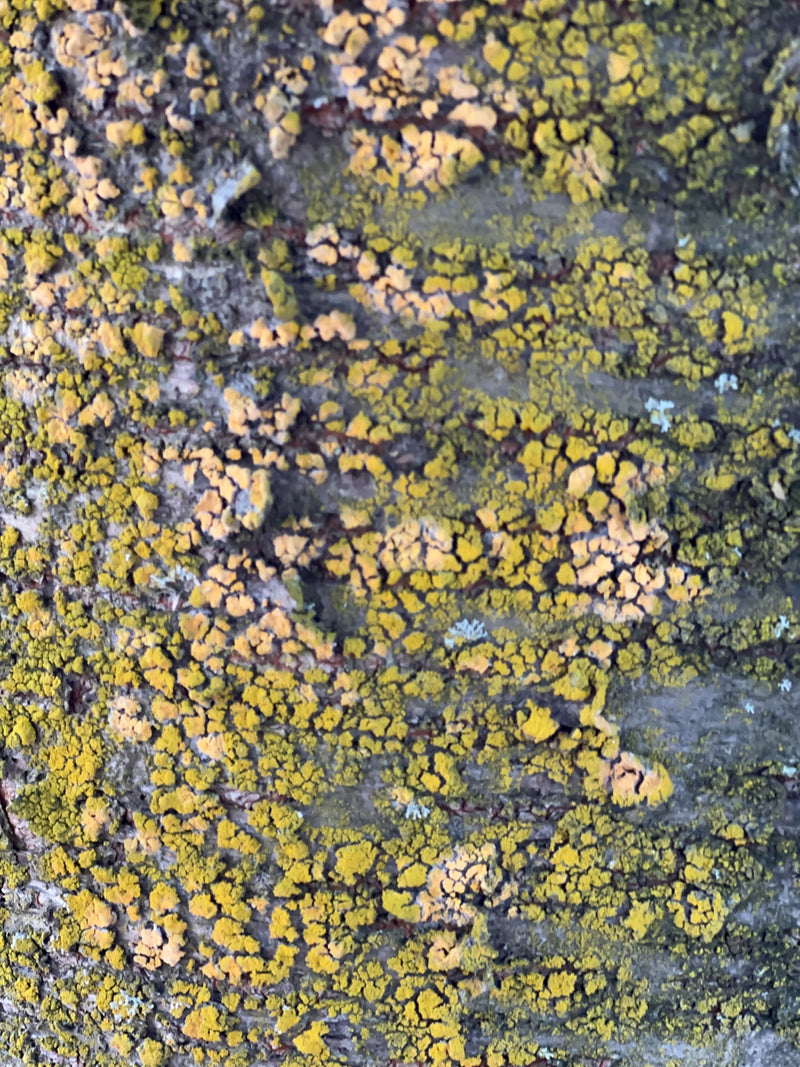 Gewöhnliche Gelbflechte — Bild 1