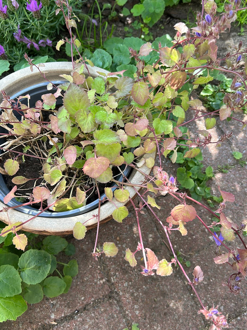 Polster-Glockenblume — Bild 2