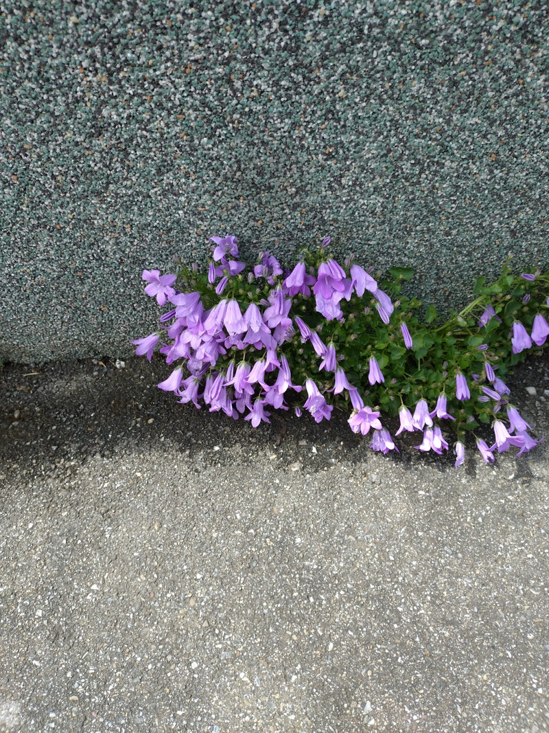 Polster-Glockenblume — Bild 1