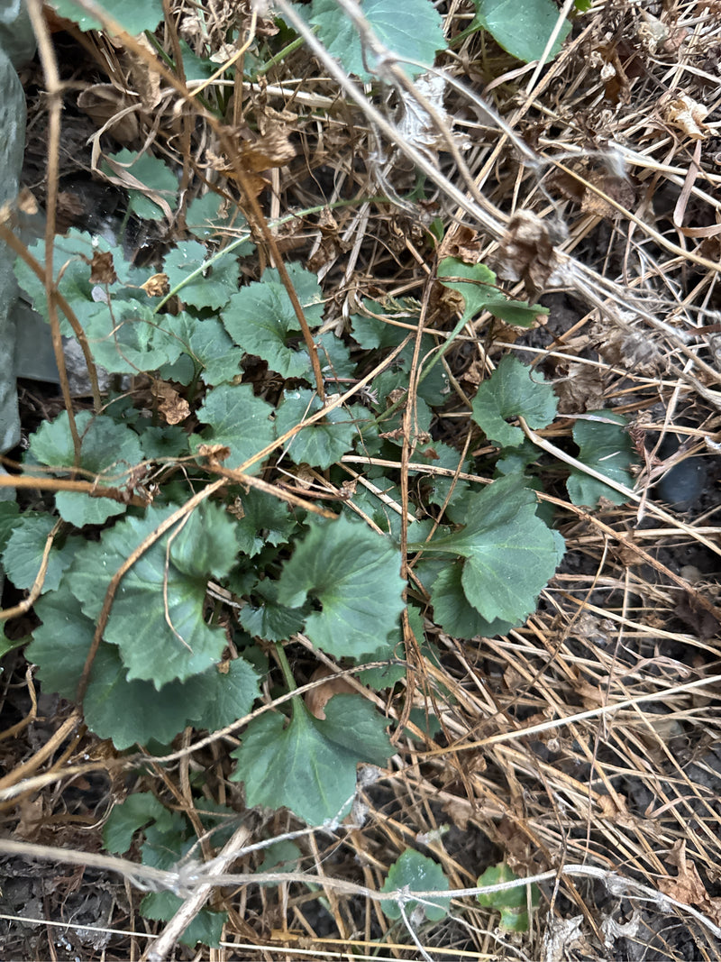 Eine Polster-Glockenblume mit ihren charakteristischen grünen, gezähnten Grundblättern wächst zwischen abgestorbenen Pflanzenteilen.