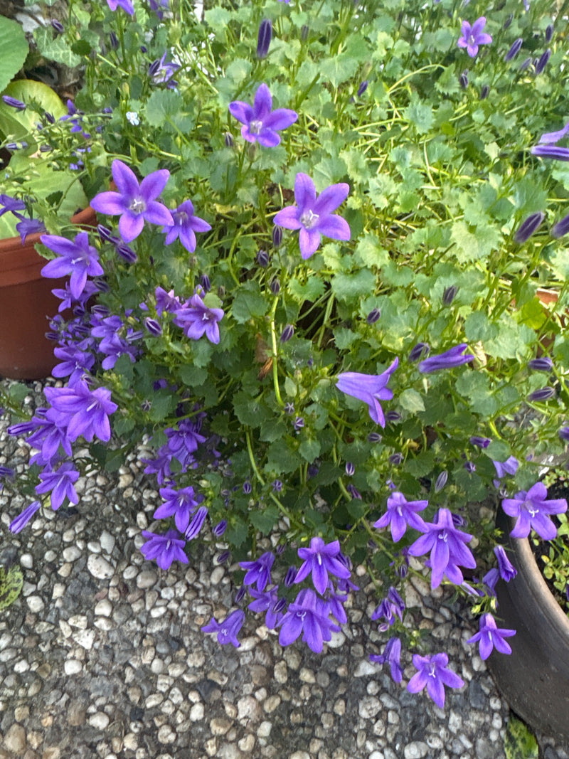 Polster-Glockenblume — Bild 3