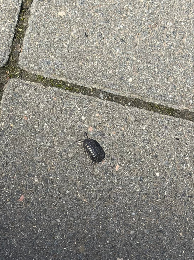 Mauerassel Steckbrief — Bild 2