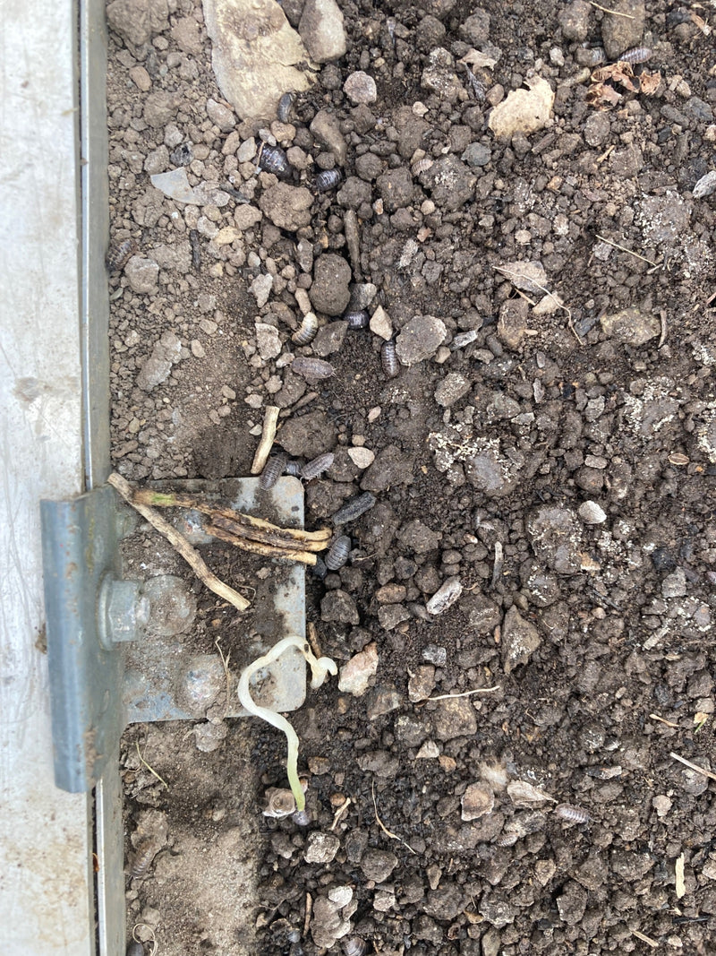 Mauerassel Steckbrief — Bild 1