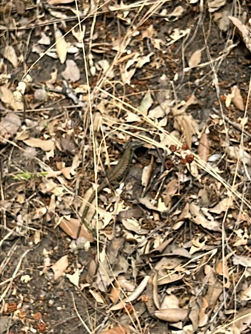 Mauereidechse — Bild 5