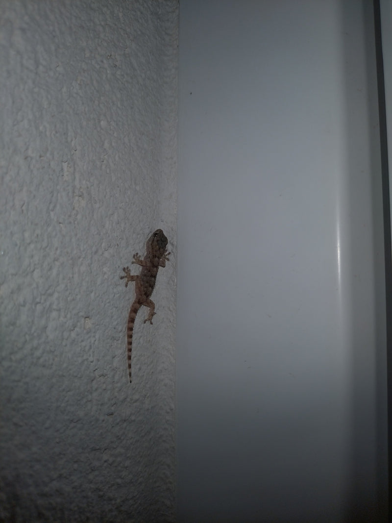 Mauergecko — Bild 2