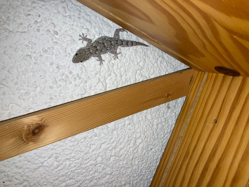 Mauergecko — Bild 1