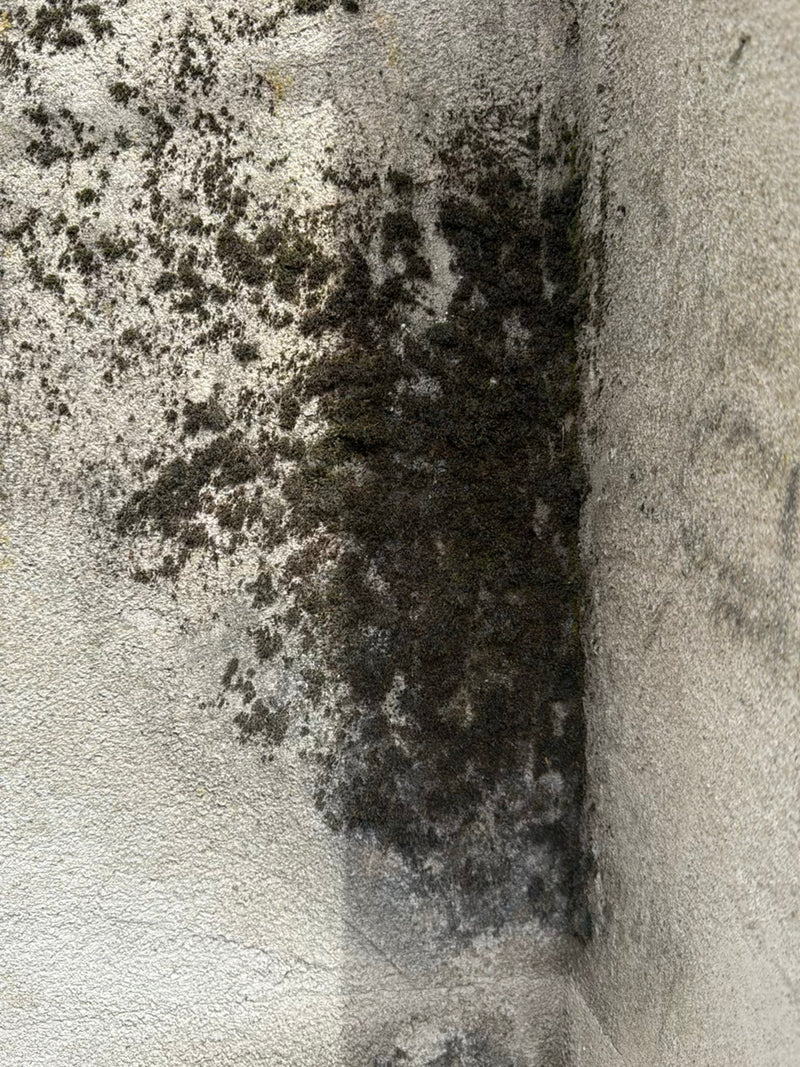 Mauermoos — Bild 2