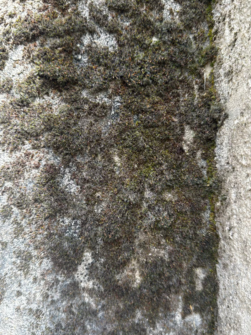 Mauermoos — Bild 1