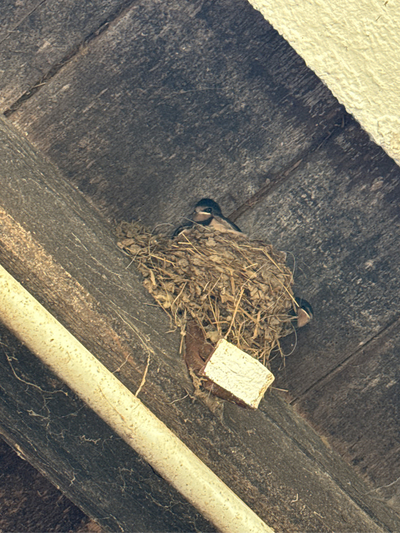 Mauersegler — Bild 5