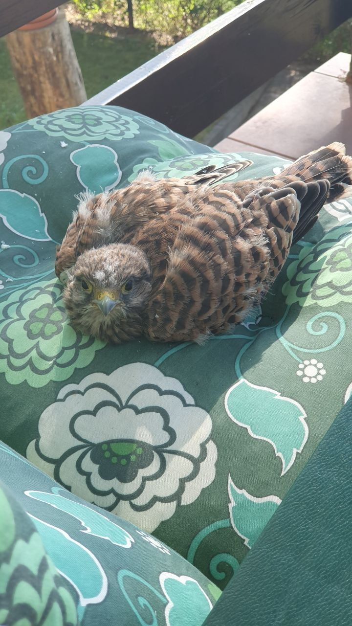 Ein junger Turmfalke sitzt frontal auf einem grün gemusterten Sitzkissen.