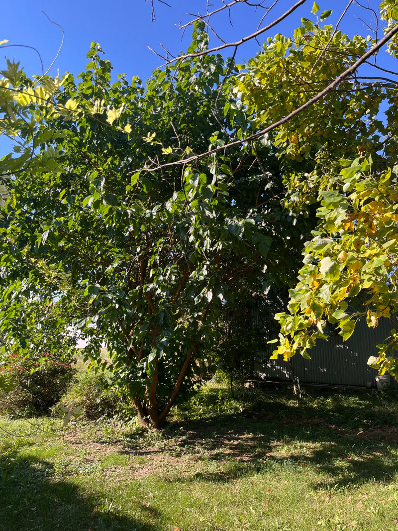 Maulbeerbaum — Bild 2