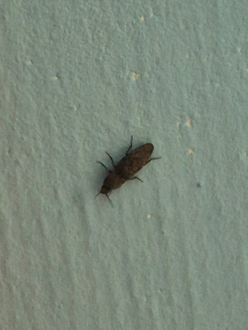 Mausgrauer Schnellkäfer — Bild 5