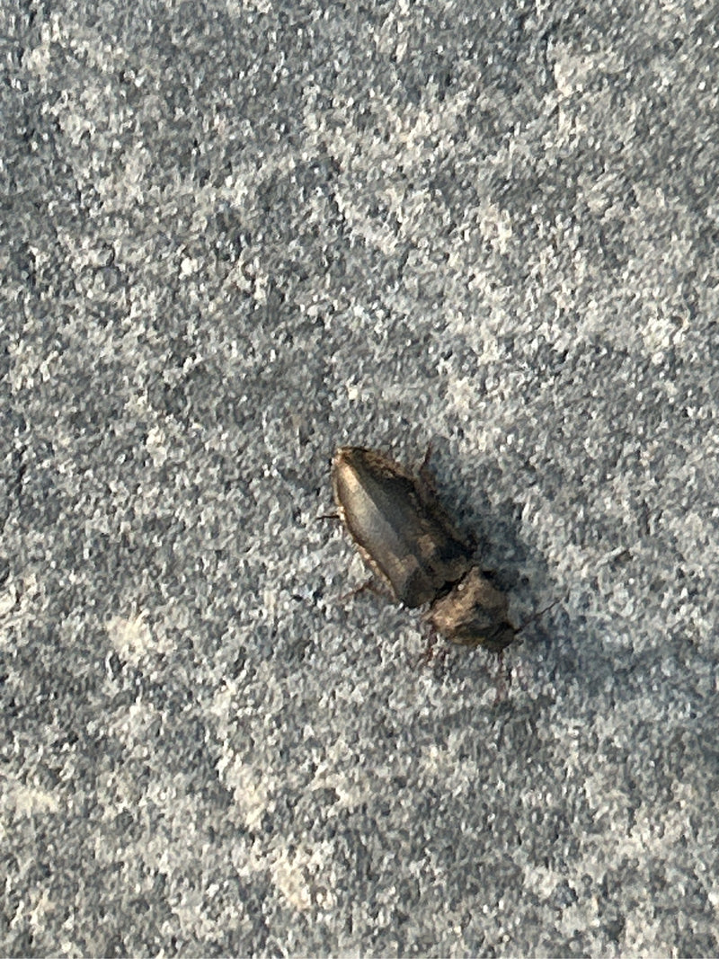 Mausgrauer Schnellkäfer — Bild 2