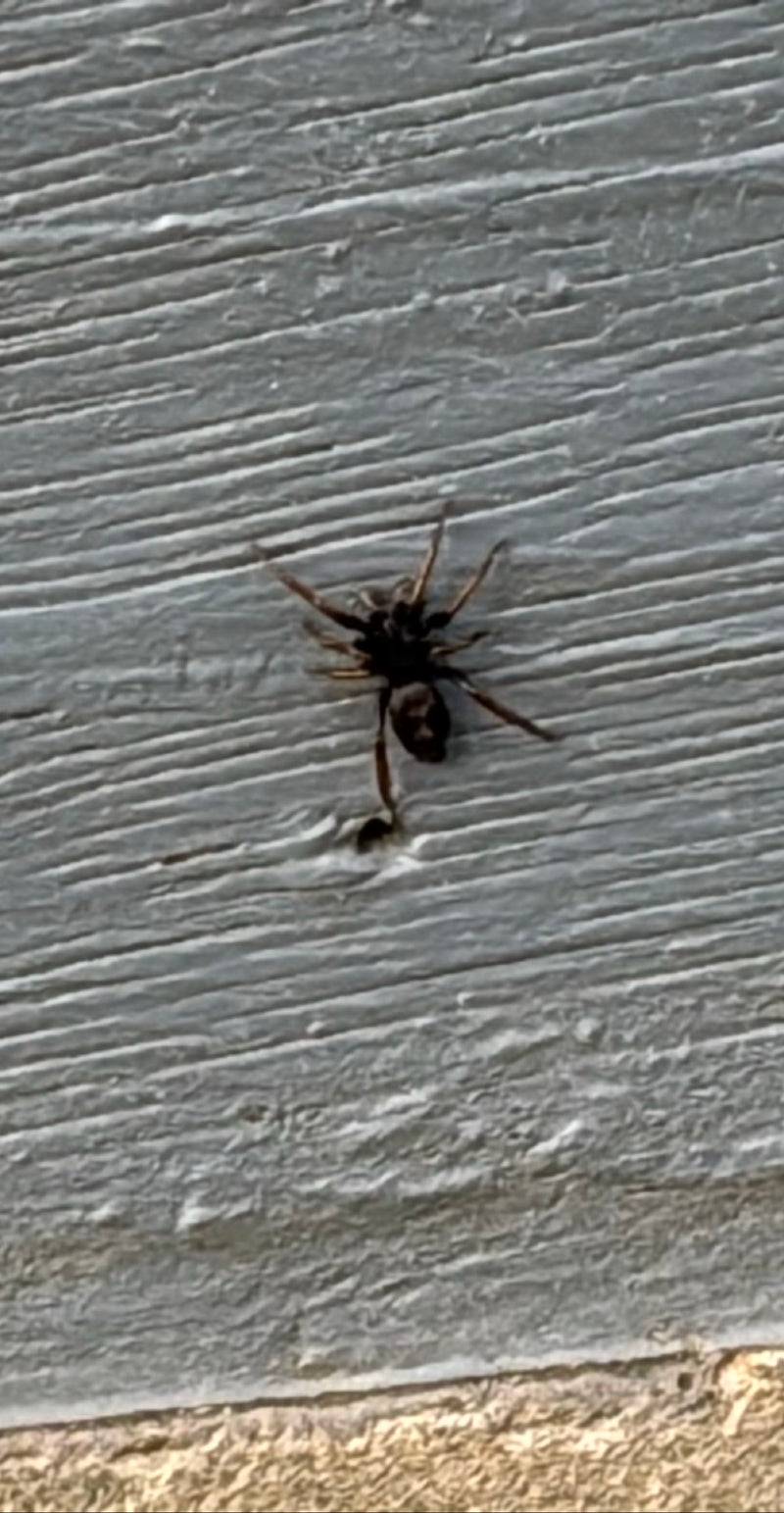 Hauszwirbelspinne — Bild 3