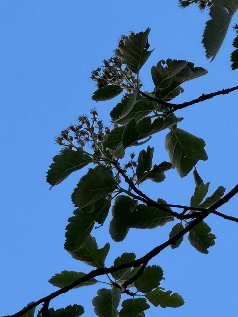 Mehlbeere — Bild 3