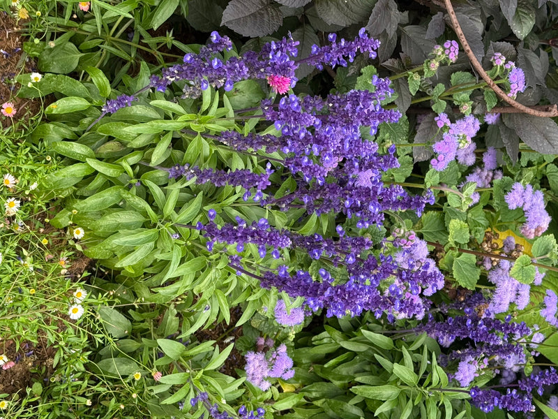 Mehliger Salbei — Bild 1