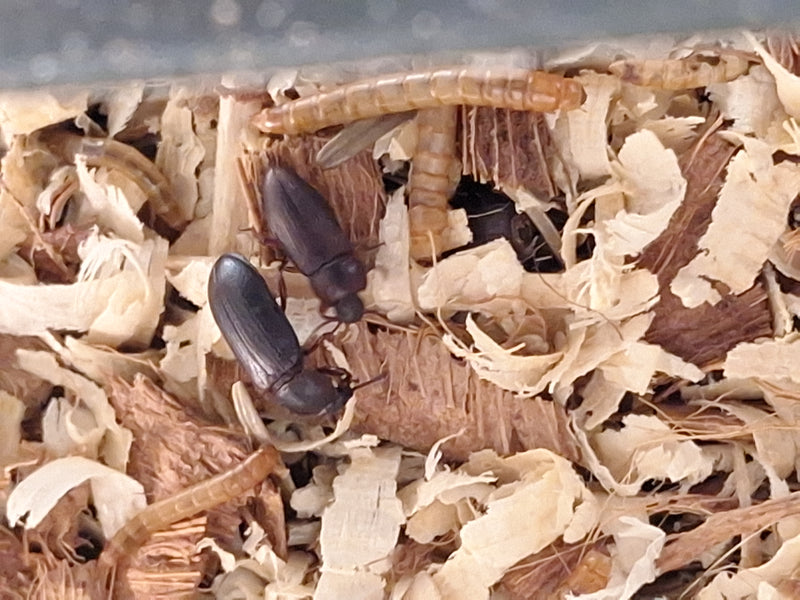 Mehlkäfer — Bild 1