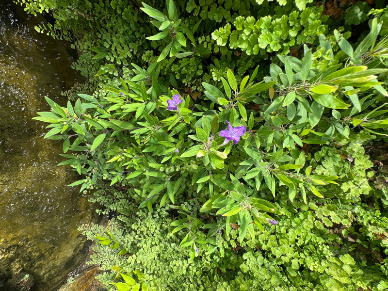 Eine Mexikanische Petunie mit violetten Blüten und grünen, lanzettlichen Blättern wächst am Ufer eines Gewässers, umgeben von Farnen.
