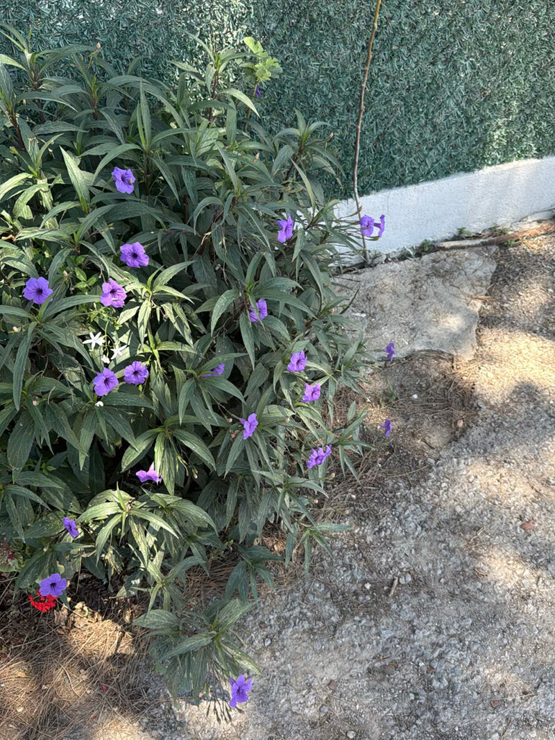 Mexikanische Petunie — Bild 2