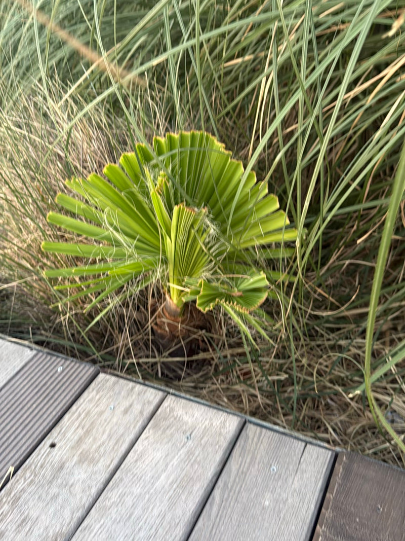 Mexikanische Washingtonpalme — Bild 1