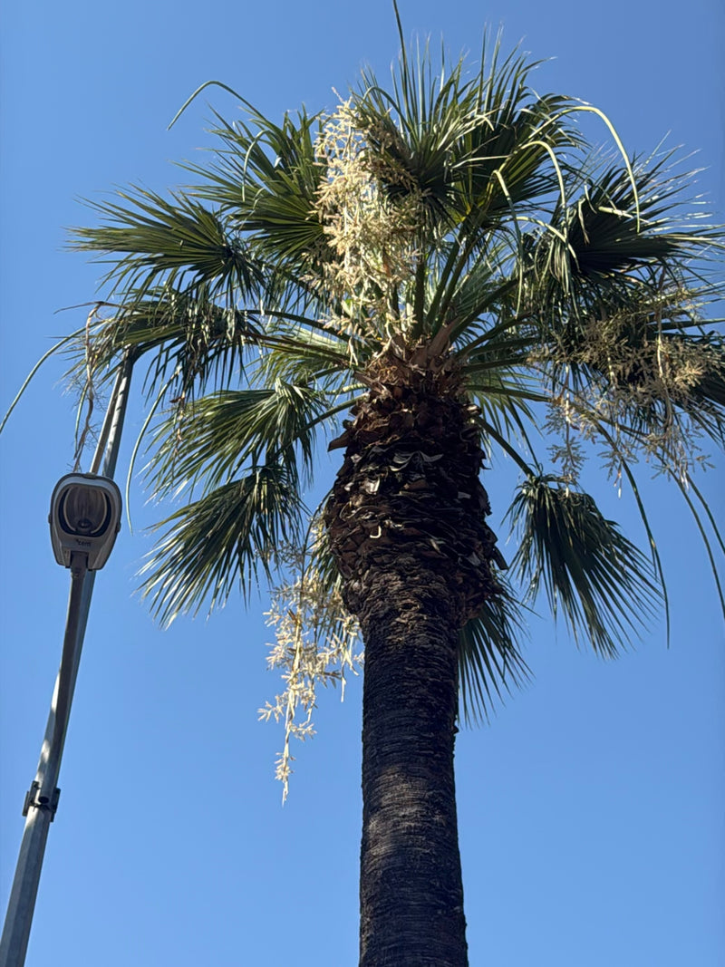 Mexikanische Washingtonpalme — Bild 5