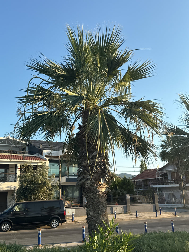 Mexikanische Washingtonpalme — Bild 2