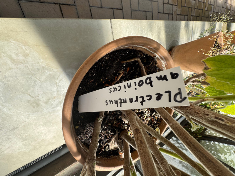 Dicke, behaarte Stängel und fleischige Blätter eines Mexikanischen Oreganos wachsen in einem Terrakottatopf mit Artenschild.