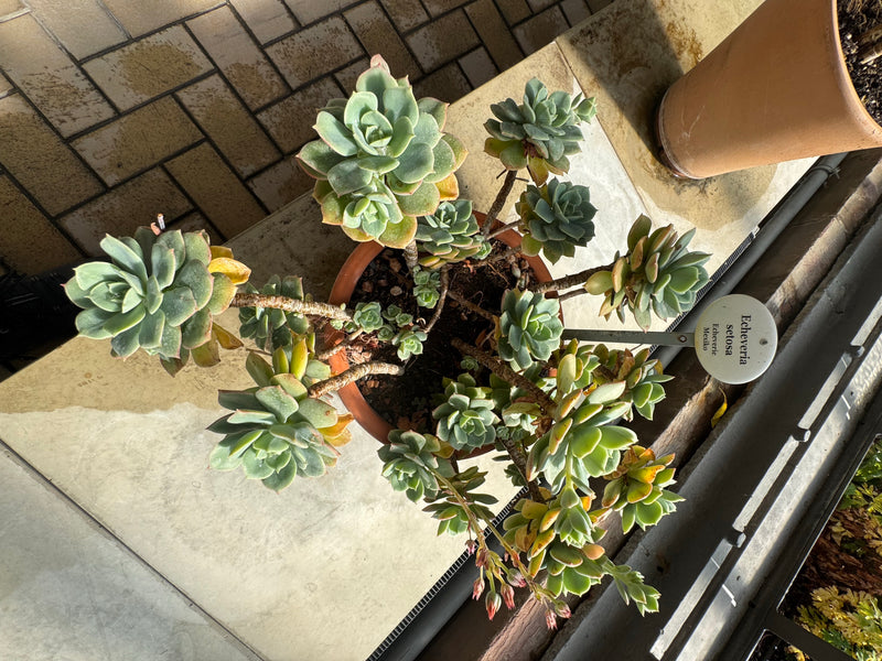 Draufsicht auf eine Echeveria setosa mit mehreren verzweigten Rosetten in einem Pflanzkübel.