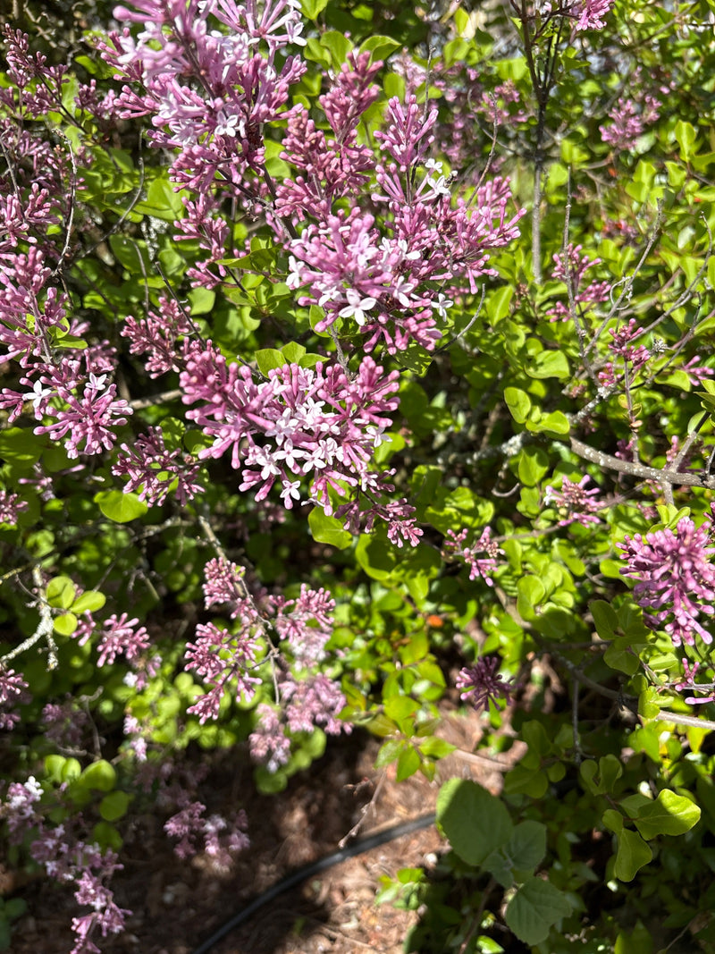 Meyers Zwergflieder — Bild 1